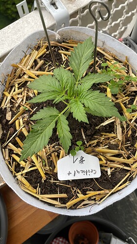 Growreport Bild 15