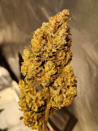 Growreport Bild 18