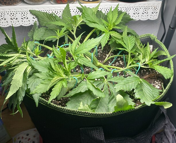 Growreport Bild 2