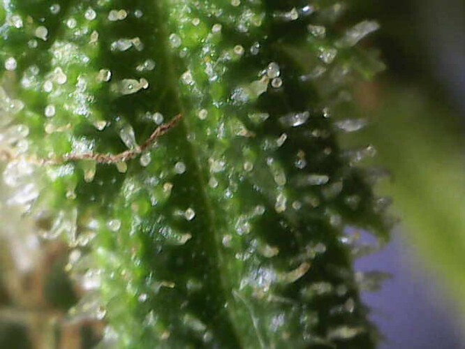 Growreport Bild 39
