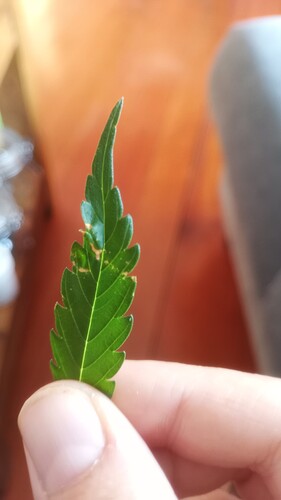Growreport Bild 9