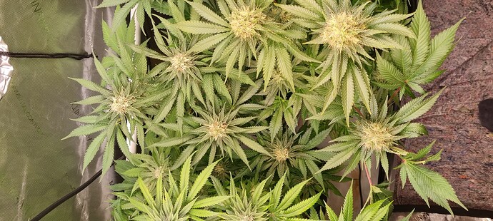 Growreport Bild 3