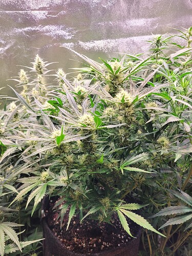 Growreport Bild 15