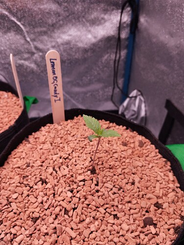 IMG_20241124_184105 - Kopie