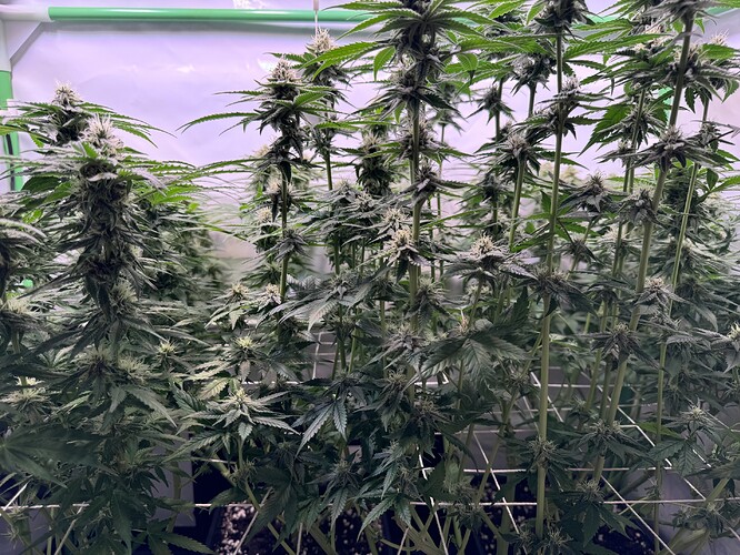 Growreport Bild 9