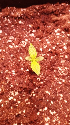 IMG_20240410_162455_351