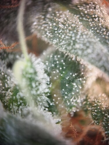 Growreport Bild 12