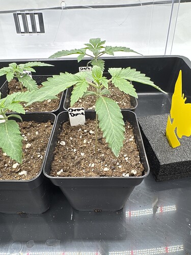 Growreport Bild 13