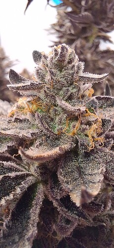 Growreport Bild 23