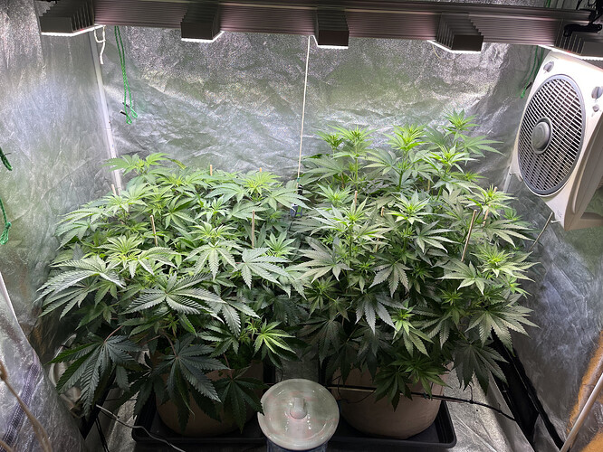 Growreport Bild 1