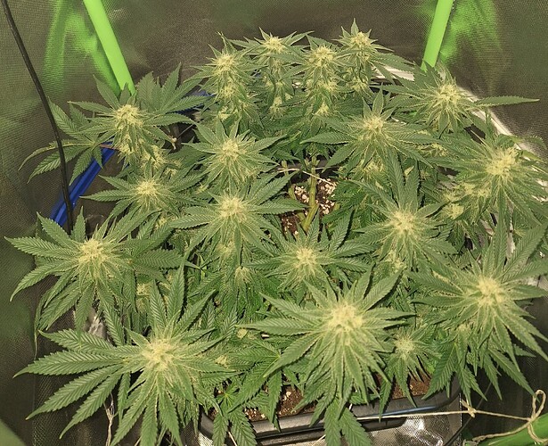 Growreport Bild 11