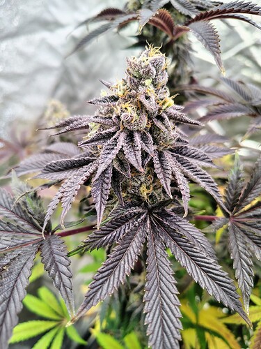 IMG_20250129_070850013_HDR_AE