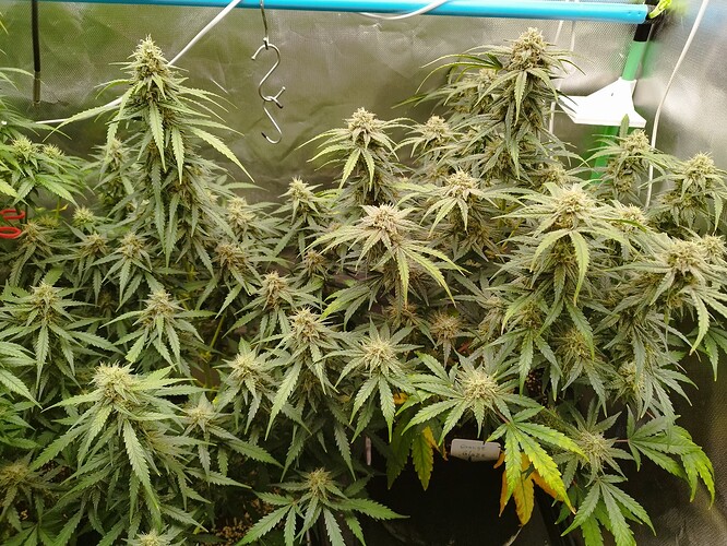 Growreport Bild 3