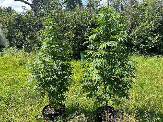 Growreport Bild 2