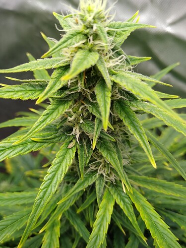 IMG_20240525_145207153