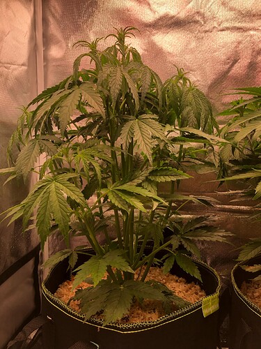 Growreport Bild 19