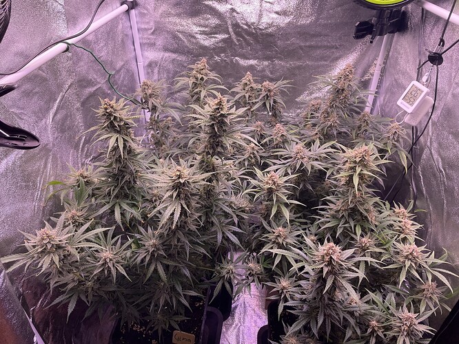 Growreport Bild 35