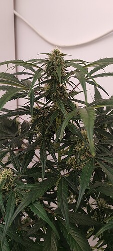 Growreport Bild 2