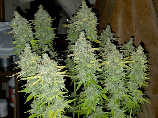 Growreport Bild 34