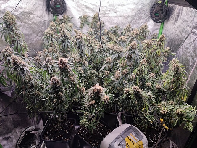Growreport Bild 28