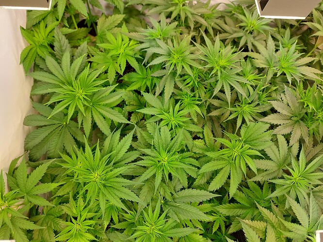 Growreport Bild 4