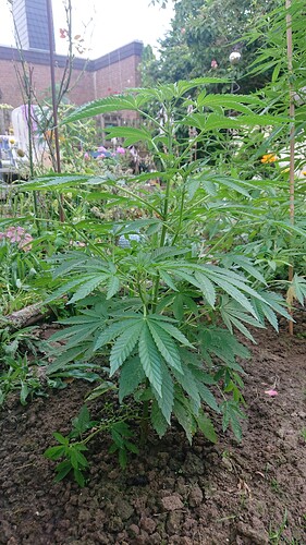 Growreport Bild 55
