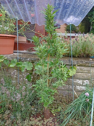 Growreport Bild 1