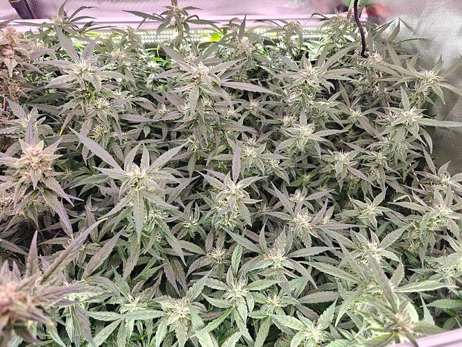 Growreport Bild 6