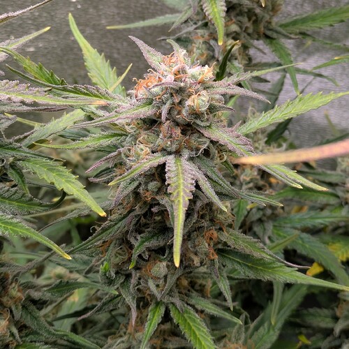 Growreport Bild 14