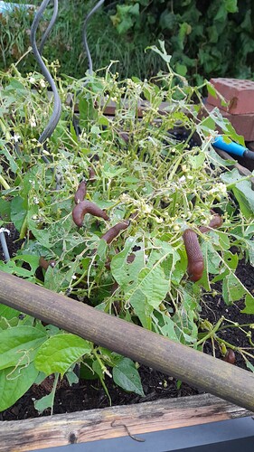 Growreport Bild 8