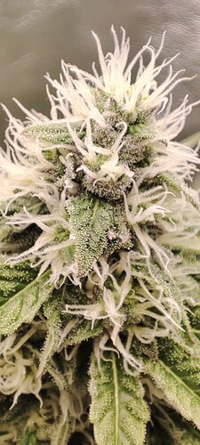 Growreport Bild 31