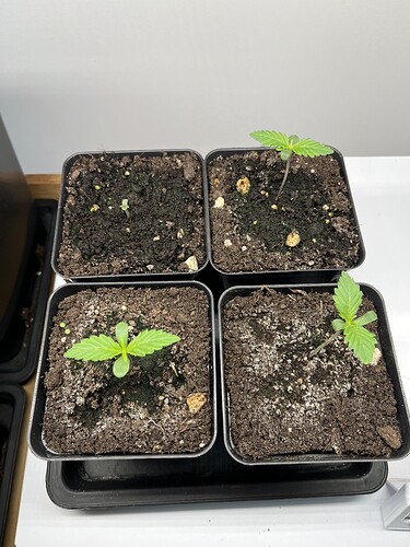 Growreport Bild 2