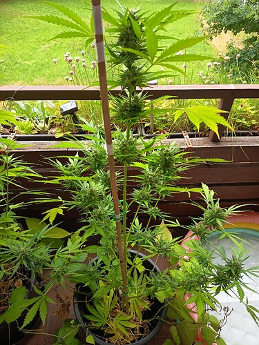 Growreport Bild 9