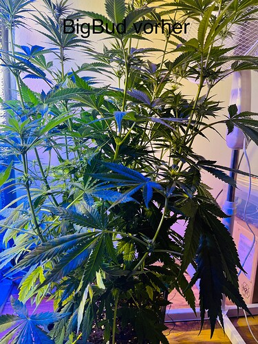 Growreport Bild 17