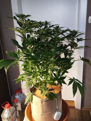 Growreport Bild 7