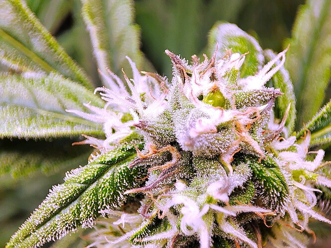 Growreport Bild 7
