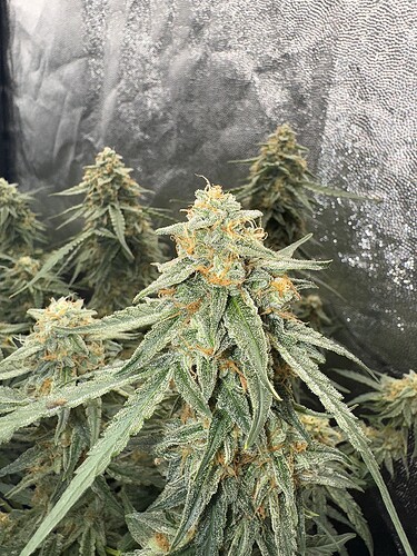 Growreport Bild 2