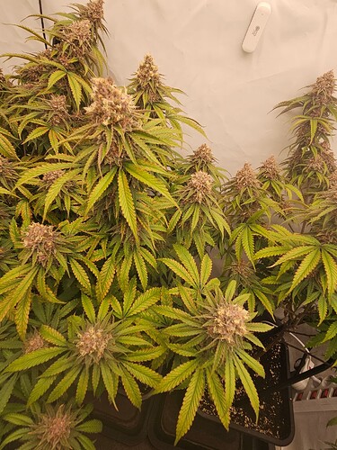 Growreport Bild 11