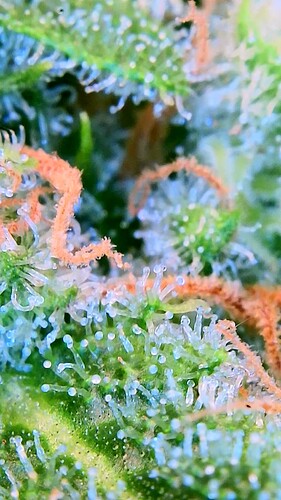 Growreport Bild 35