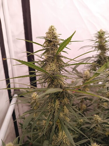 Growreport Bild 80