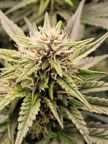 Growreport Bild 10