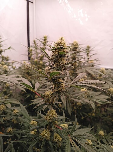 Growreport Bild 81