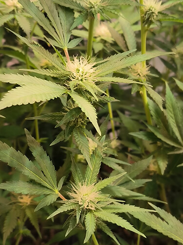 Growreport Bild 5