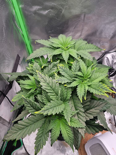 Growreport Bild 1