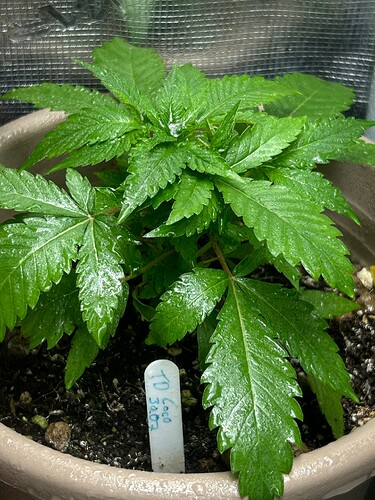 Growreport Bild 43