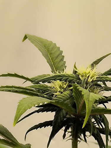 Growreport Bild 74