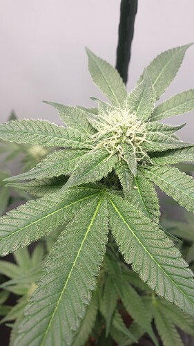 Growreport Bild 4