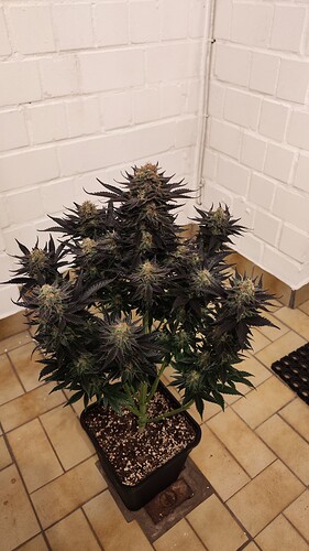 Growreport Bild 19