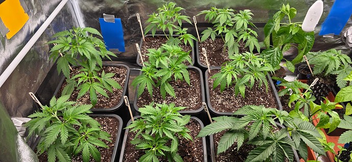 Growreport Bild 3