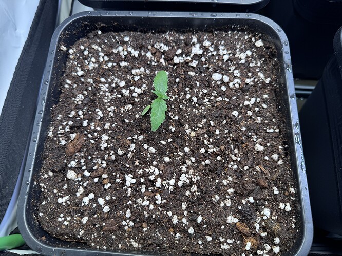 Growreport Bild 6
